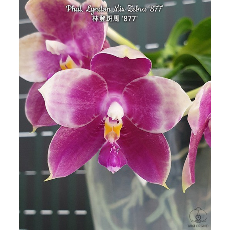 Орхiдея Phal. Lyndon Mix Zebra 877 - купити, доставка Україна